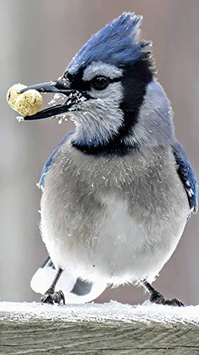 Peanuts Bird Feed 20 lb Bag O54334