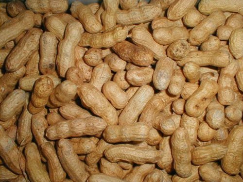 Peanuts Bird Feed 20 lb Bag O54334