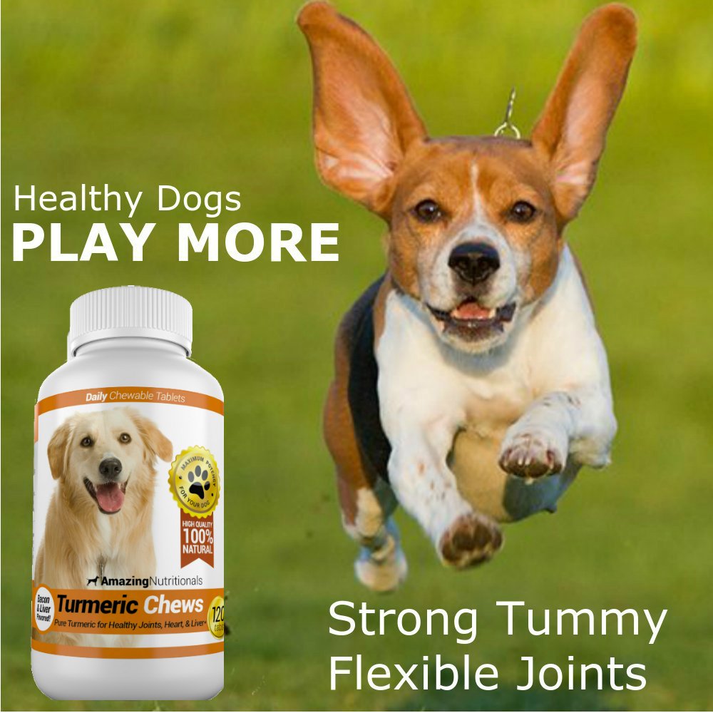 Turmeric Probiotics for Dogs Digestive Health Bundle V723