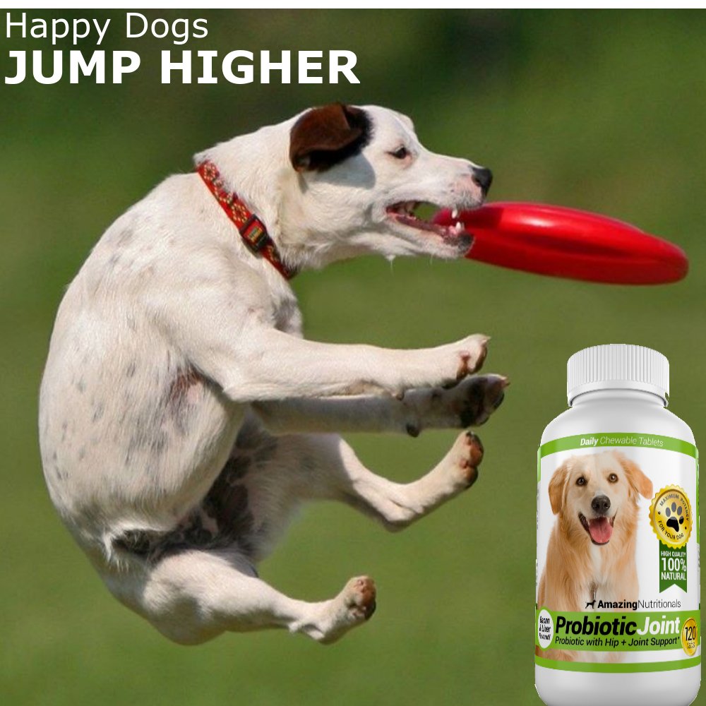 Turmeric Probiotics for Dogs Digestive Health Bundle V723